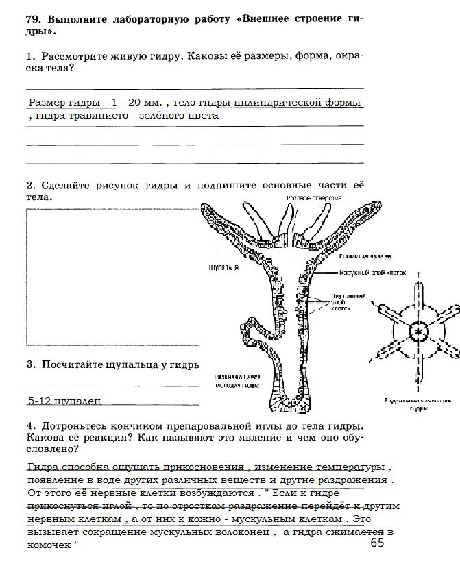 Kraken маркетплейс